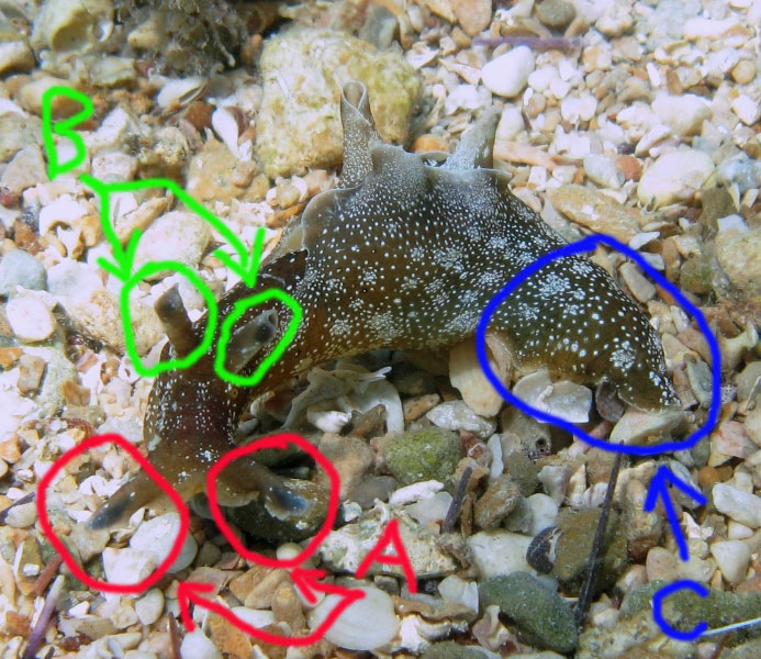 Rinofori?